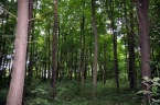 Jastrz�bia G�ra